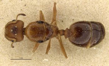 Media type: image;   Entomology 568117 Aspect: habitus dorsal view